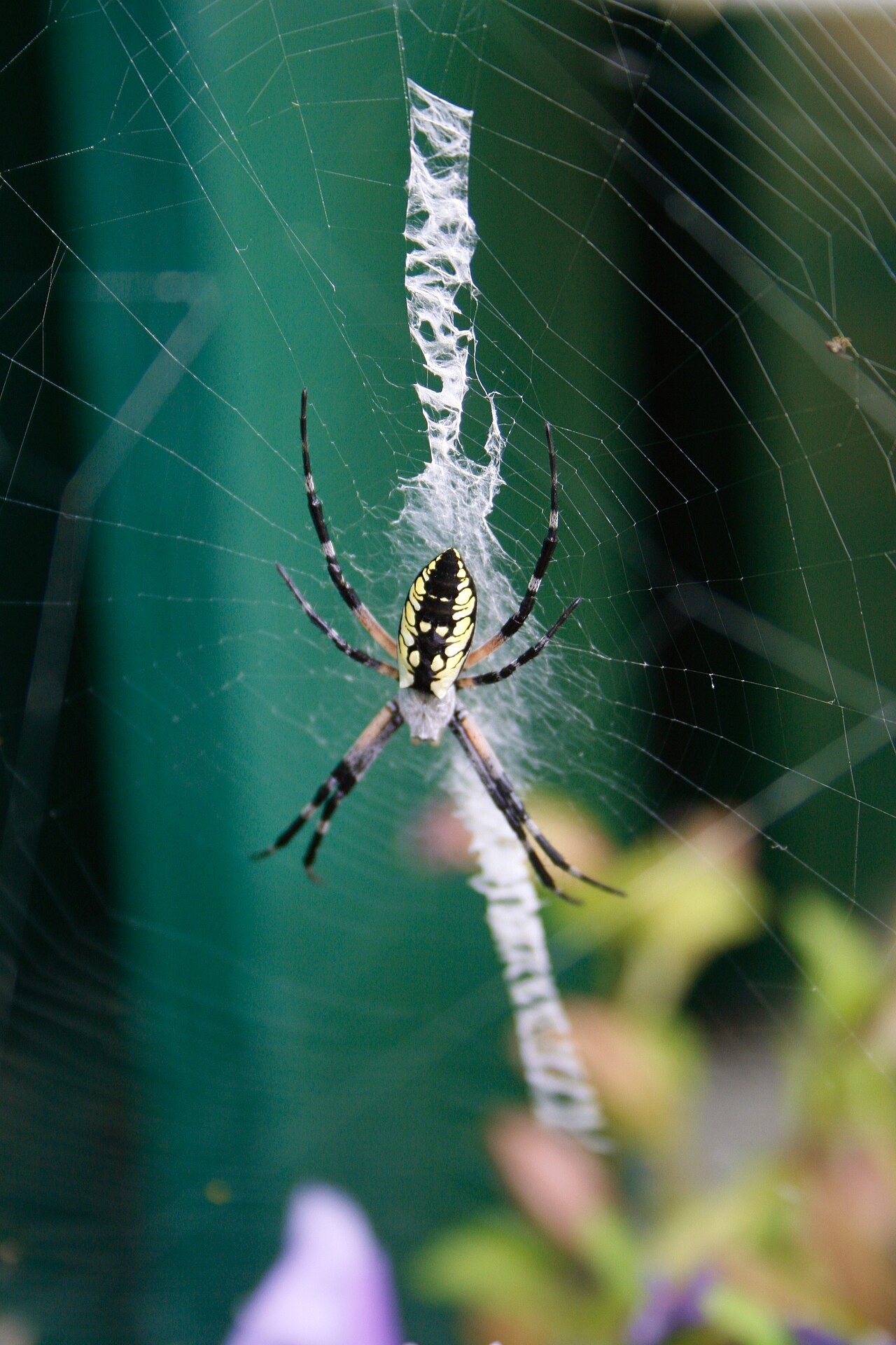 Black and Yellow Garden Spider: The One You Are Seeing