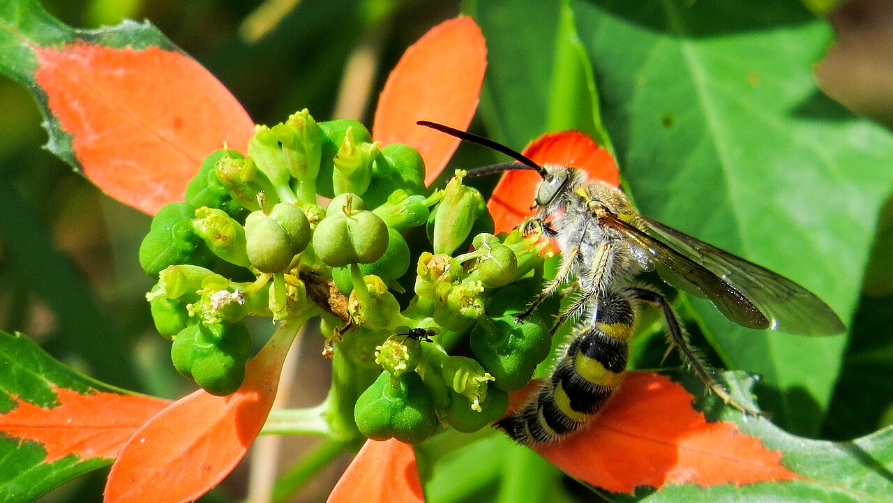 Black and Yellow Wasp: 4 Species and How Dangerous Each One Is