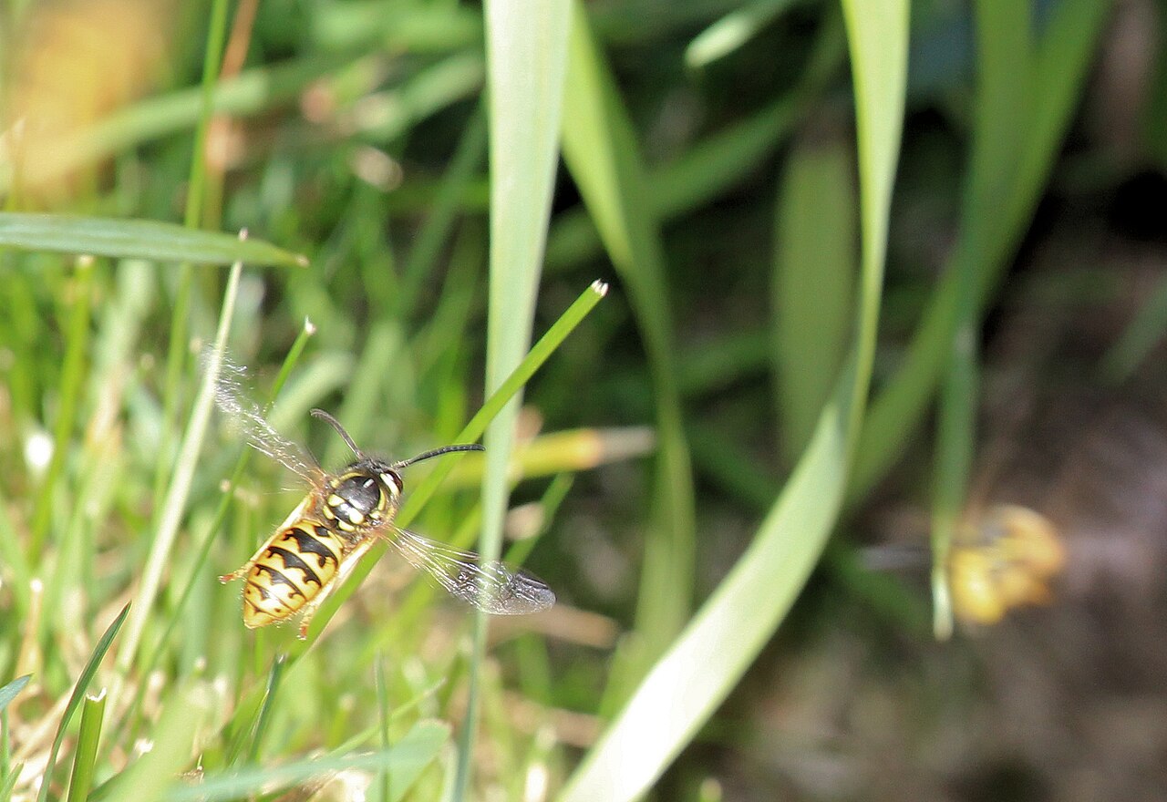 Paper Wasps