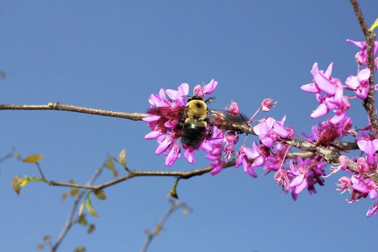 Black Bumble Bee: What You Are Actually Seeing