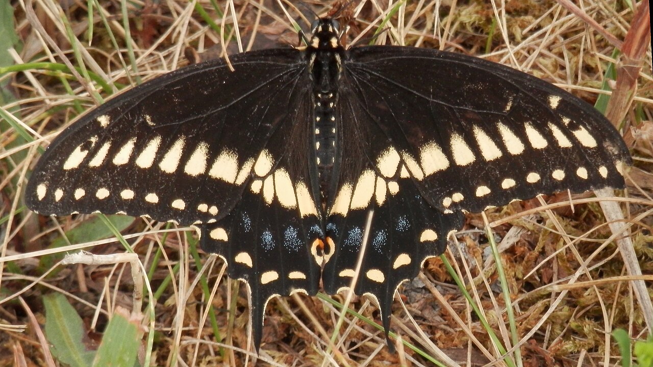 Black Butterfly Spiritual Meaning: Omen or Blessing?