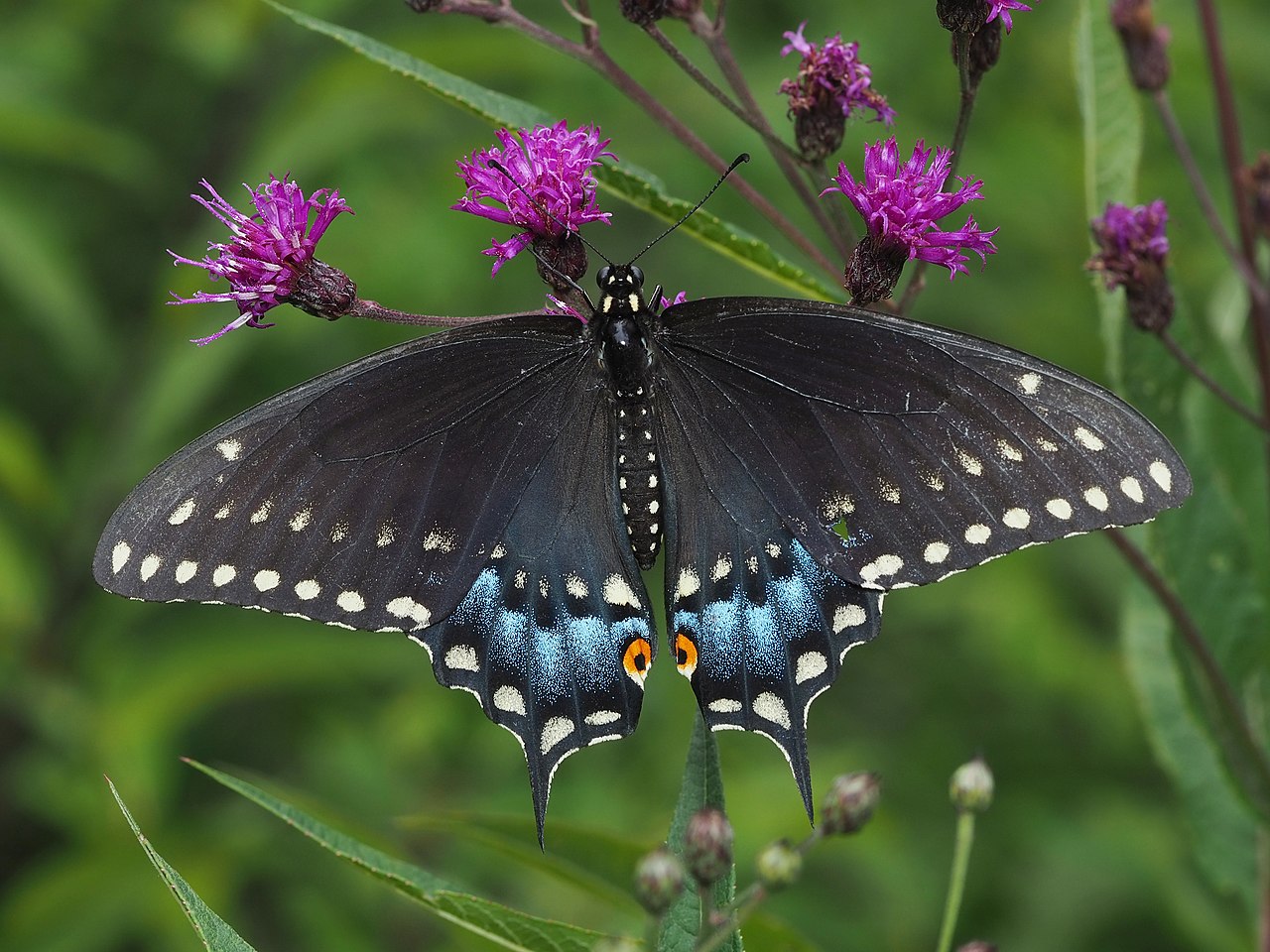 Is a Black Butterfly a Bad Omen?