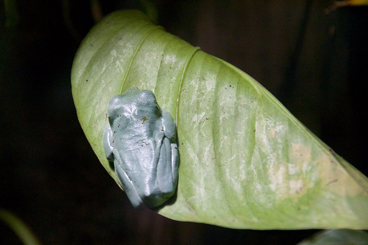 Black Eyed Tree Frog: Size, Price, Care and Red Eyed Comparison