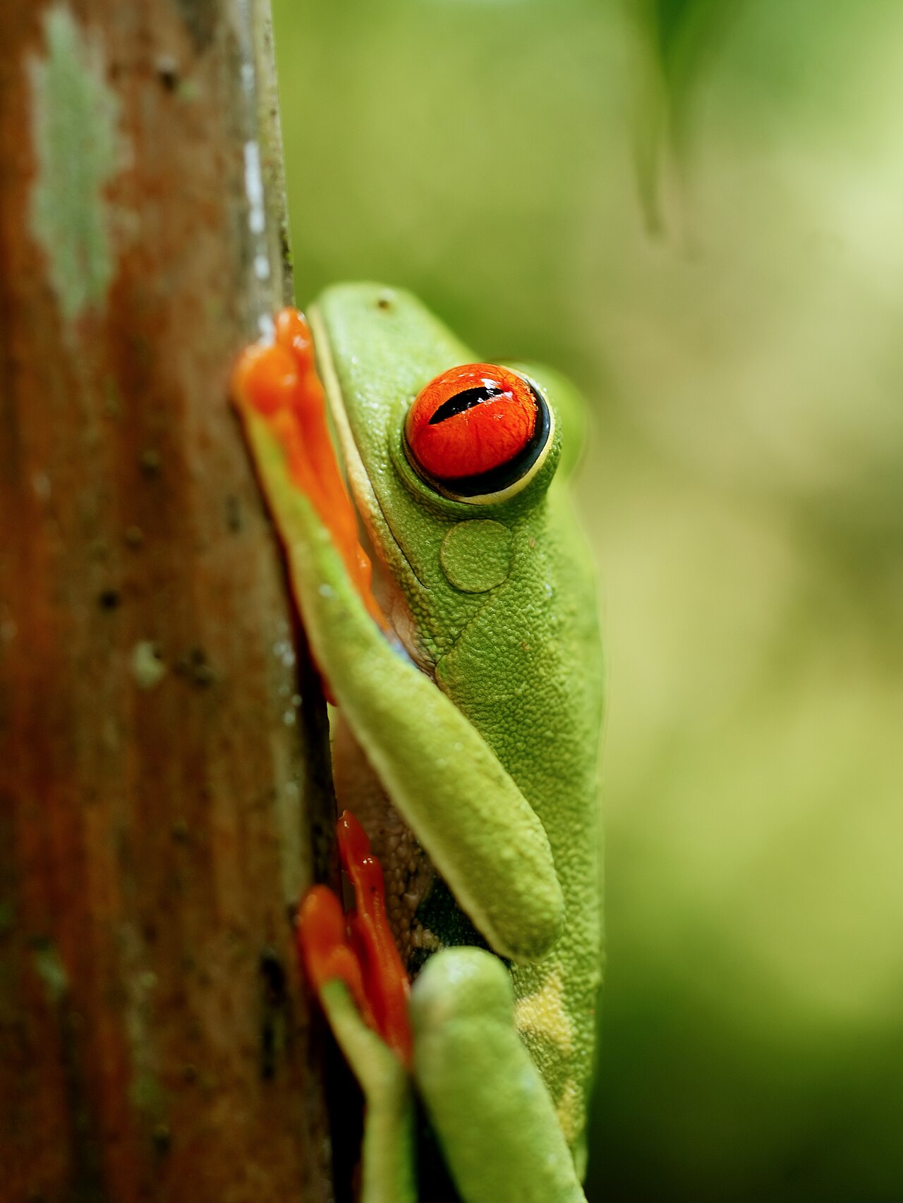 Black Eyed Tree Frog vs Red Eyed Tree Frog