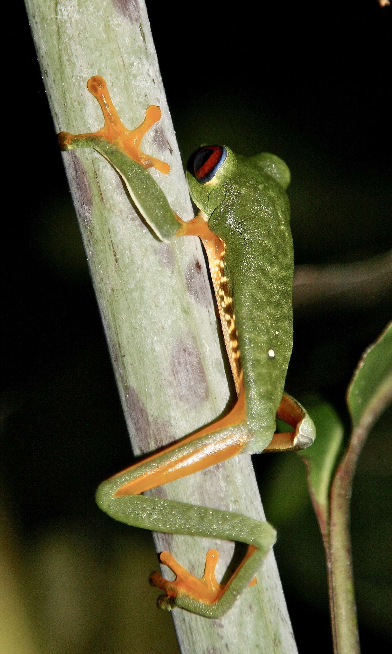 How Big Does a Black Eyed Tree Frog Get?