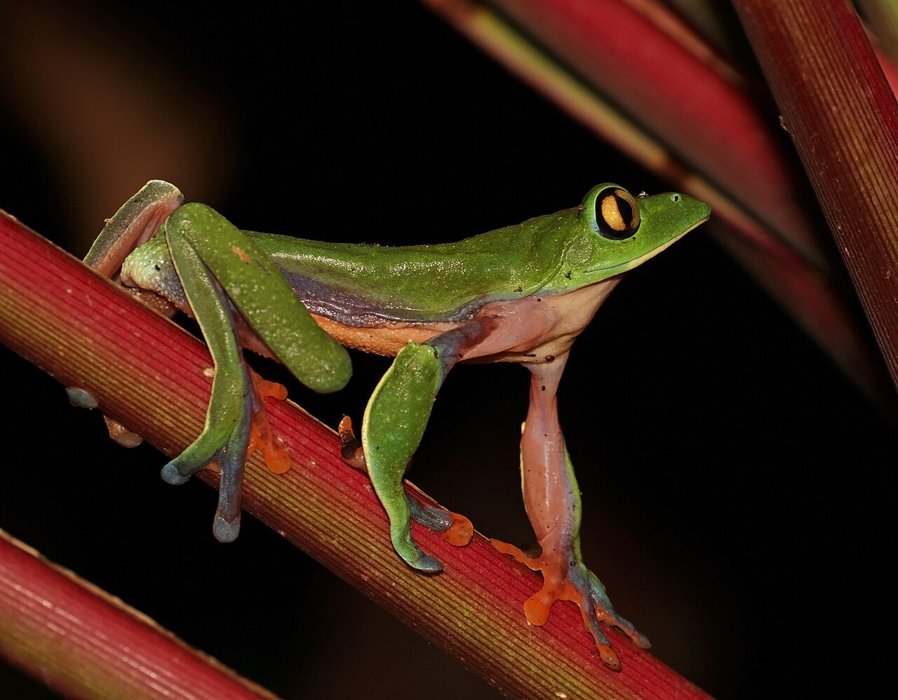 Where Black Eyed Tree Frogs Live in the Wild
