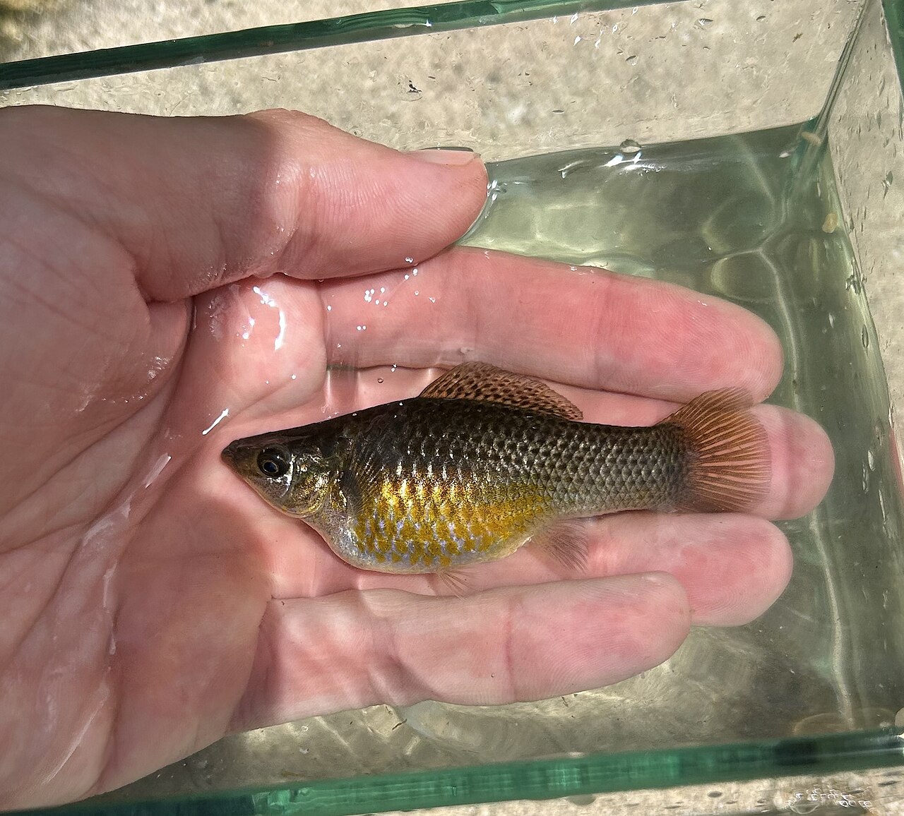 Black Molly Fish Care: Size, Tank Mates, Breeding and Water