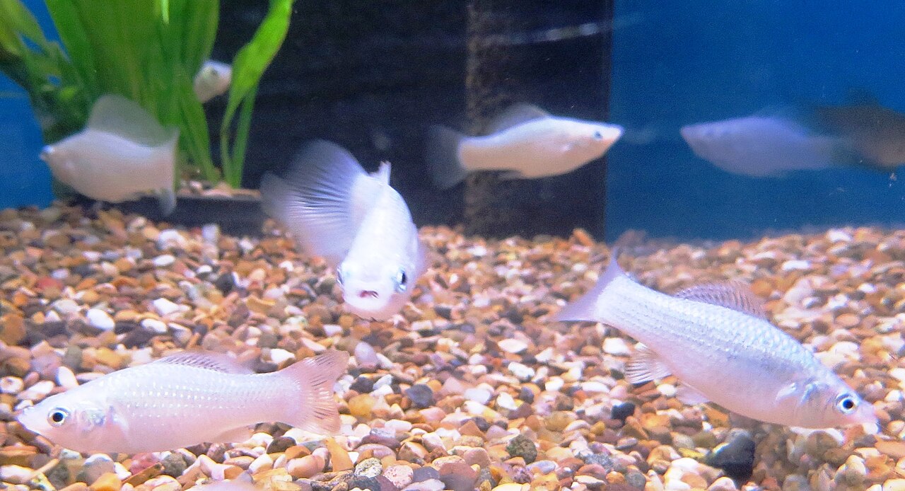 Black Molly Size, Lifespan, and Color
