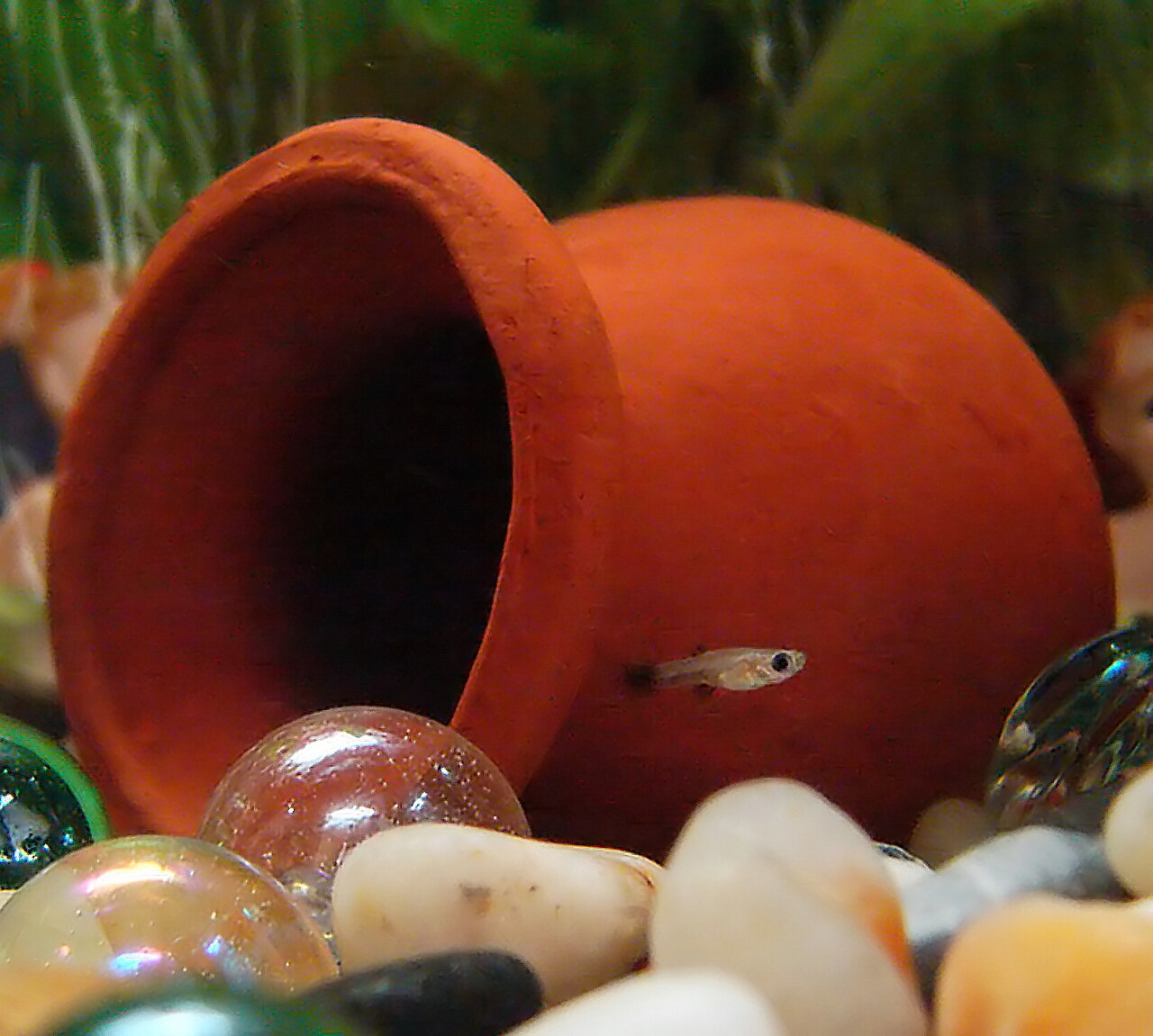 Are Mollies Hard to Keep Alive?