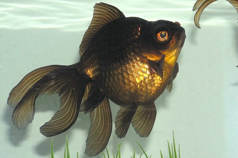 Black Moor Goldfish: Tank Size, Care, and Problems
