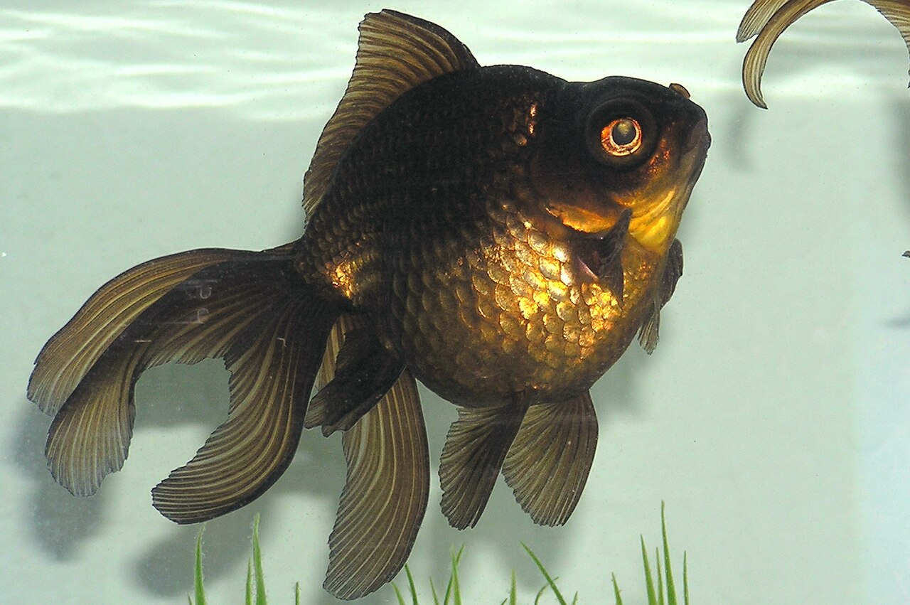 Black Moor Goldfish: Tank Size, Care, and Problems