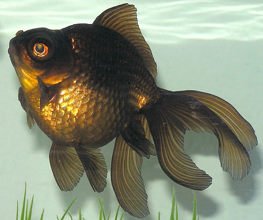 What Size Tank Does One Need?