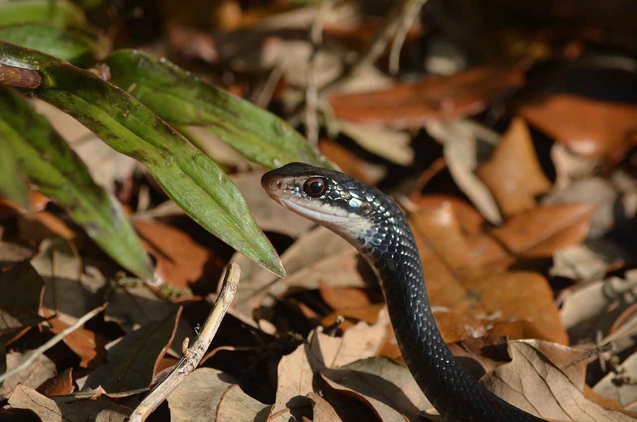 Black Snake: Species, Identification, and Whether to Worry