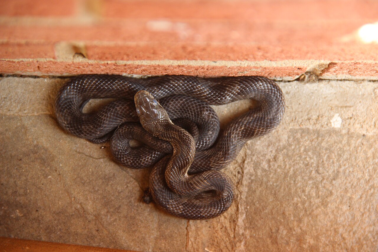 Eastern Racer Identification