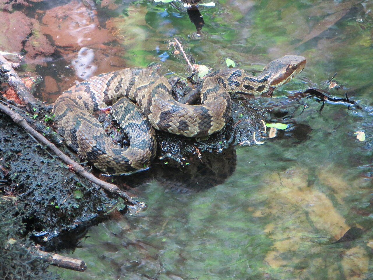 Black Rat Snake Identification