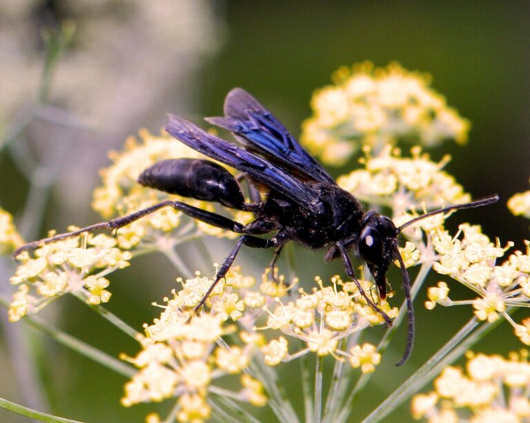 Black Wasp: Identification, Behavior, and Safety
