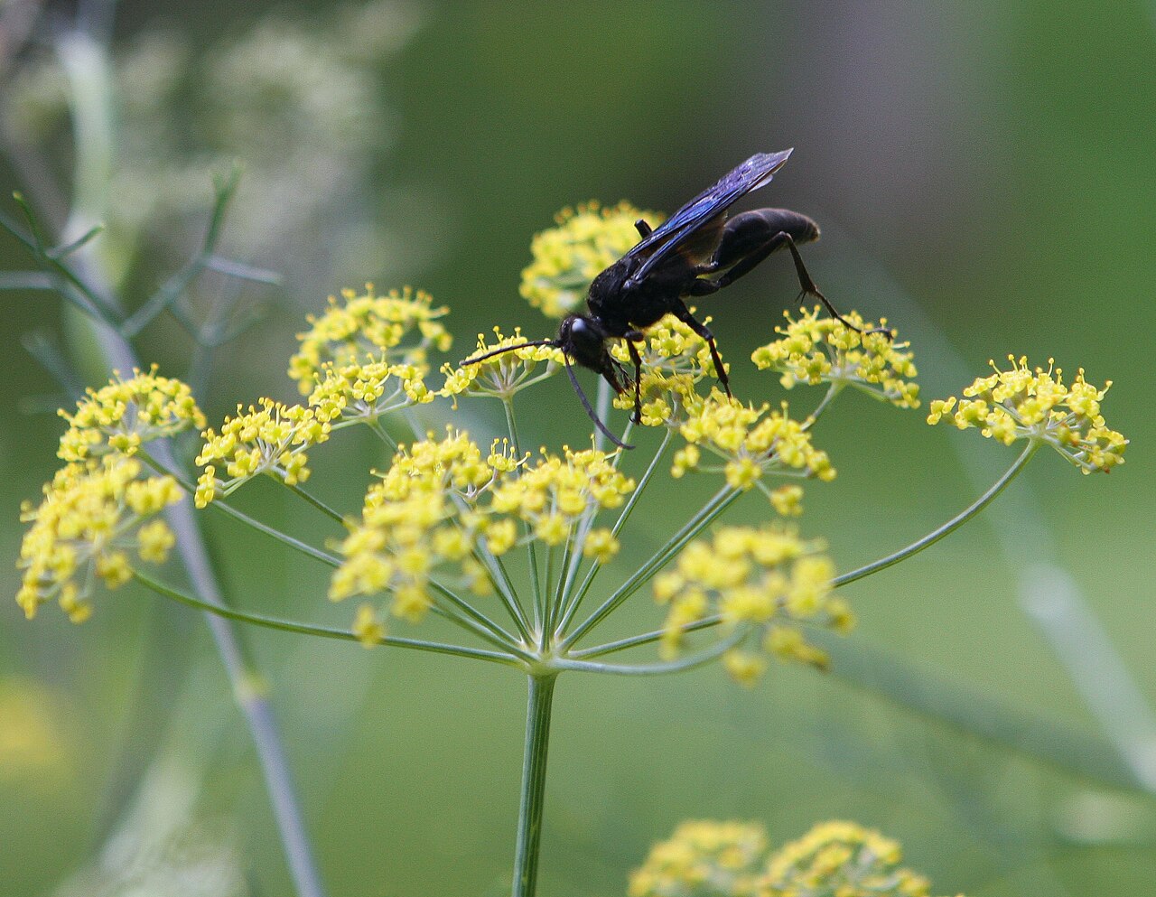 Are Black Wasps Harmful?