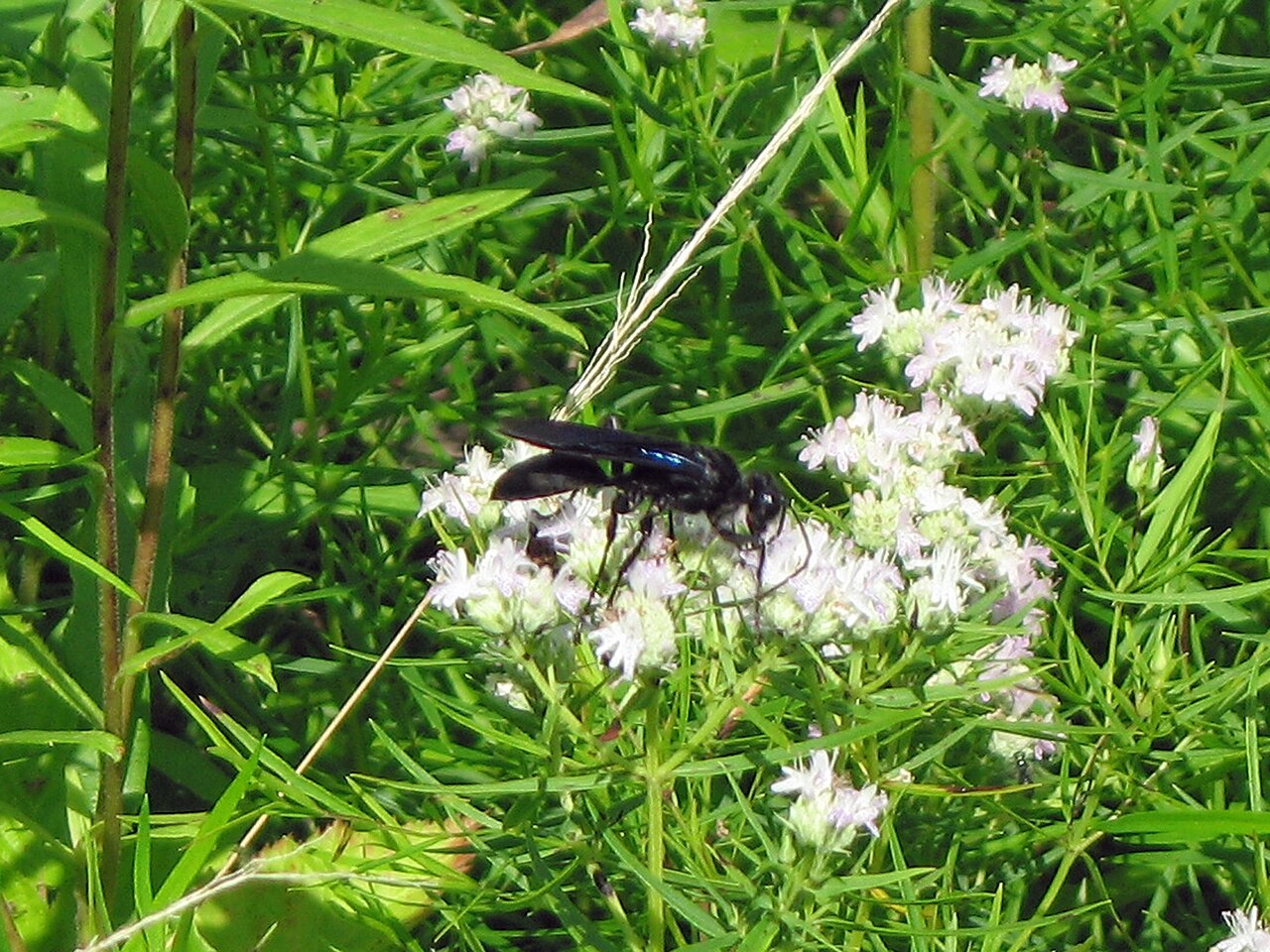 What Does It Mean When You See a Black Wasp?