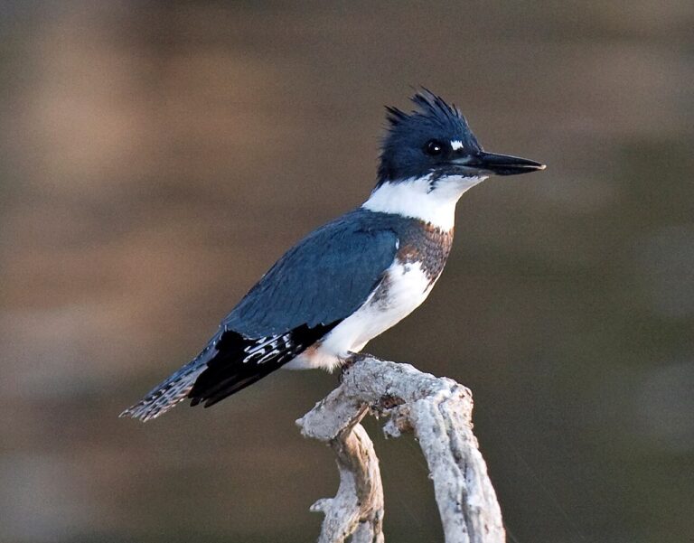 Blue and White Bird: How to Identify What You Saw