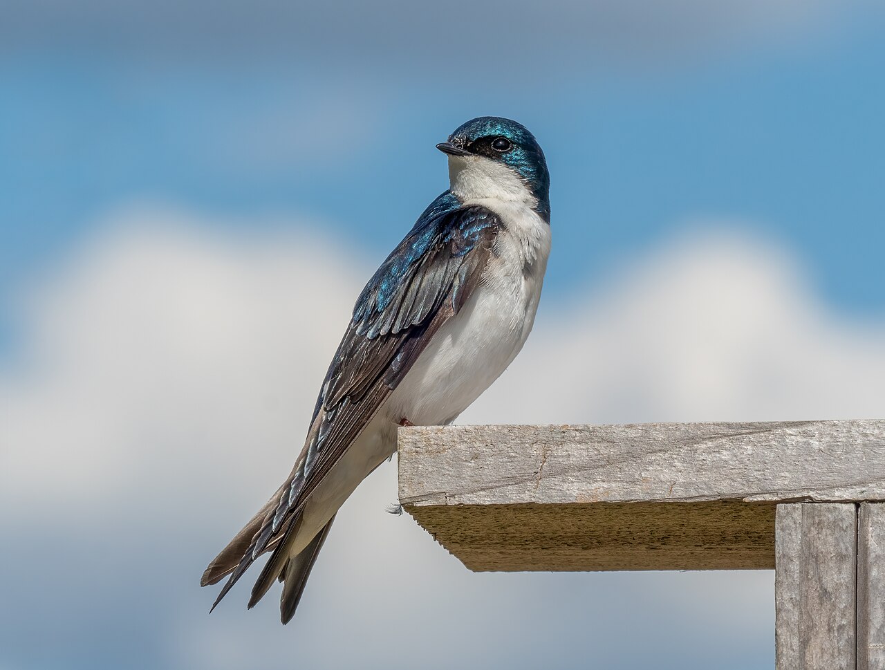Belted Kingfisher Identification