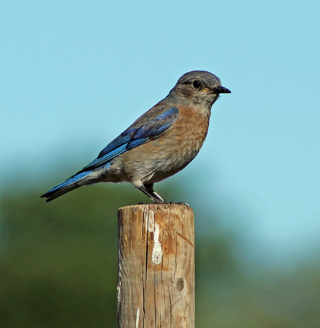 Blue Bird Meaning: Symbolism, Omens, and Visits