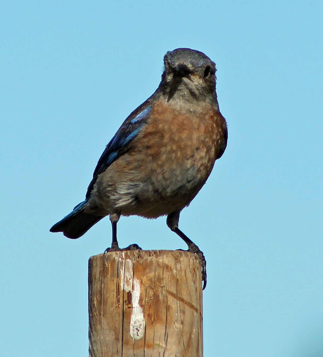 Where Does the Bluebird of Happiness Come From?