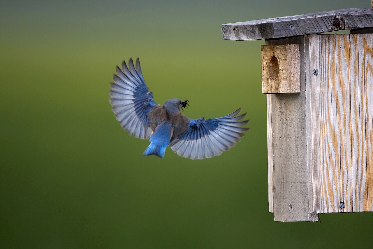 What Does It Mean When a Bluebird Visits You?
