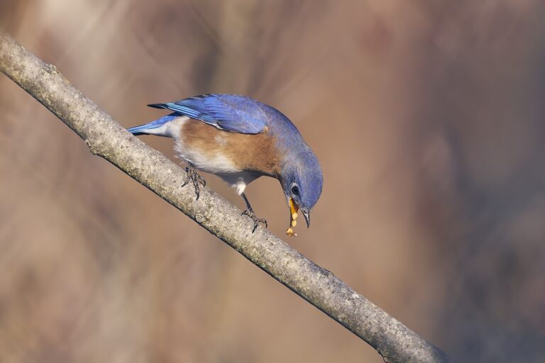 Blue Bird with Orange Chest: 6 Species and How to Tell Them Apart
