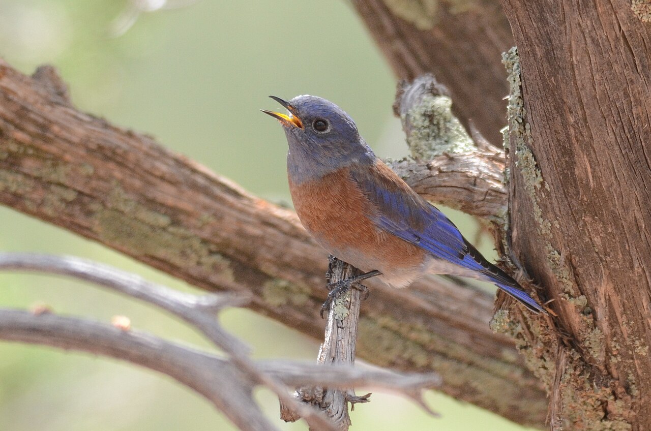Eastern Bluebird: The Most Likely Answer