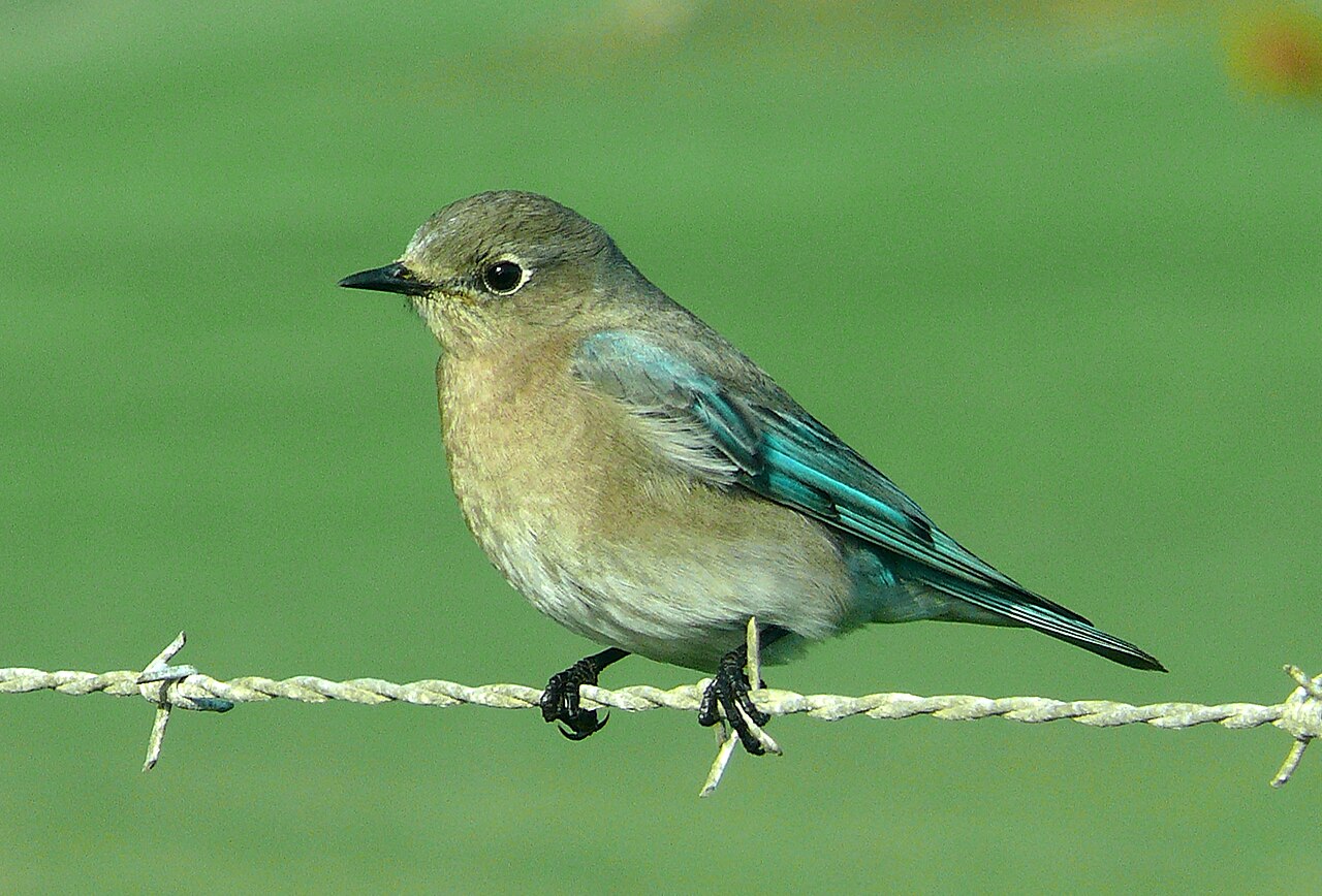 Western Bluebird: Blue Throat, Orange Shoulders