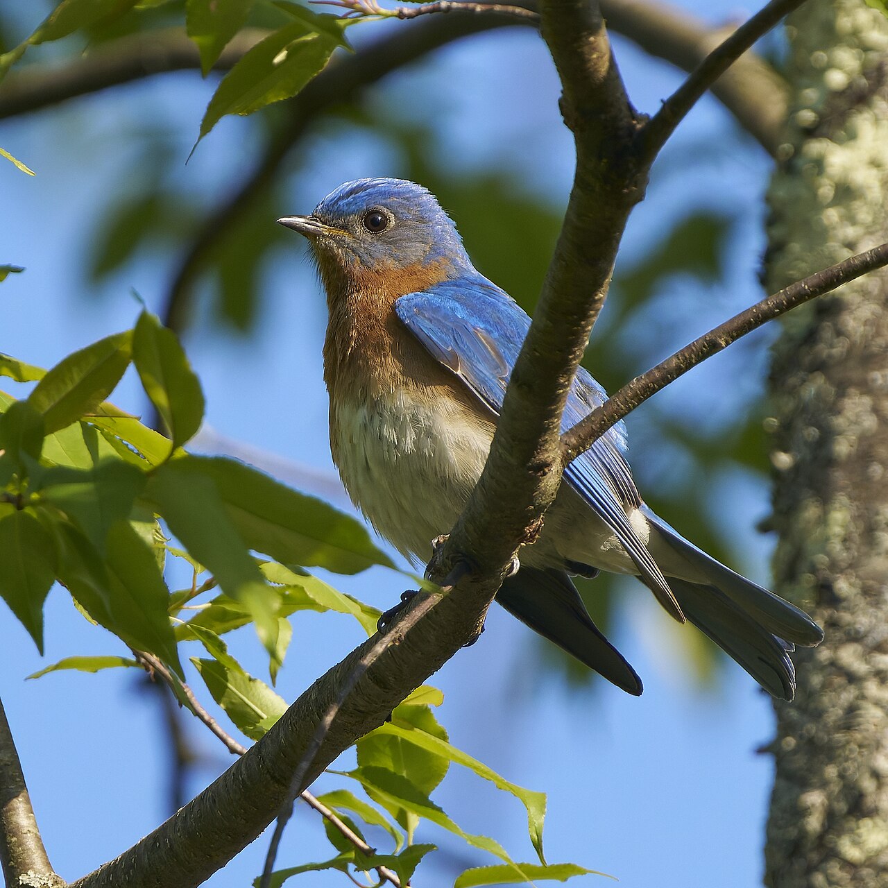 Mountain Bluebird: Blue Without the Orange