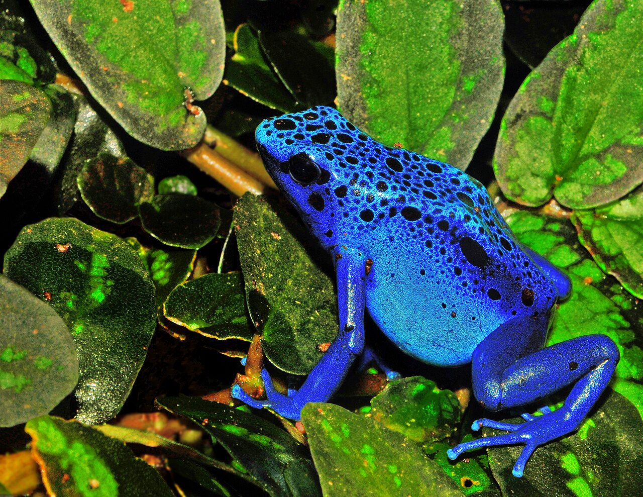 Blue Poison Dart Frog: How Poisonous It Is and How to Keep One