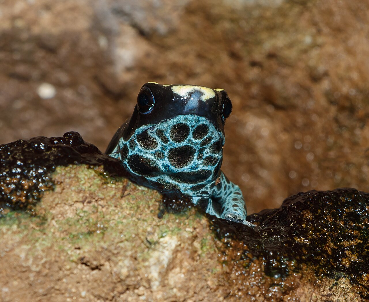 How Poisonous Is It, and Can You Touch One?