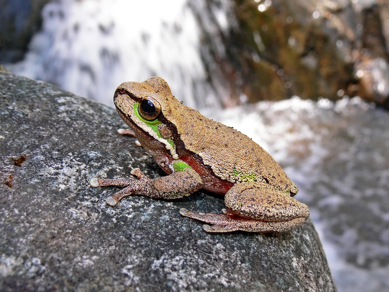 Blue Tree Frog: Why It Is Blue, How Rare It Is, and Is It Safe to Touch