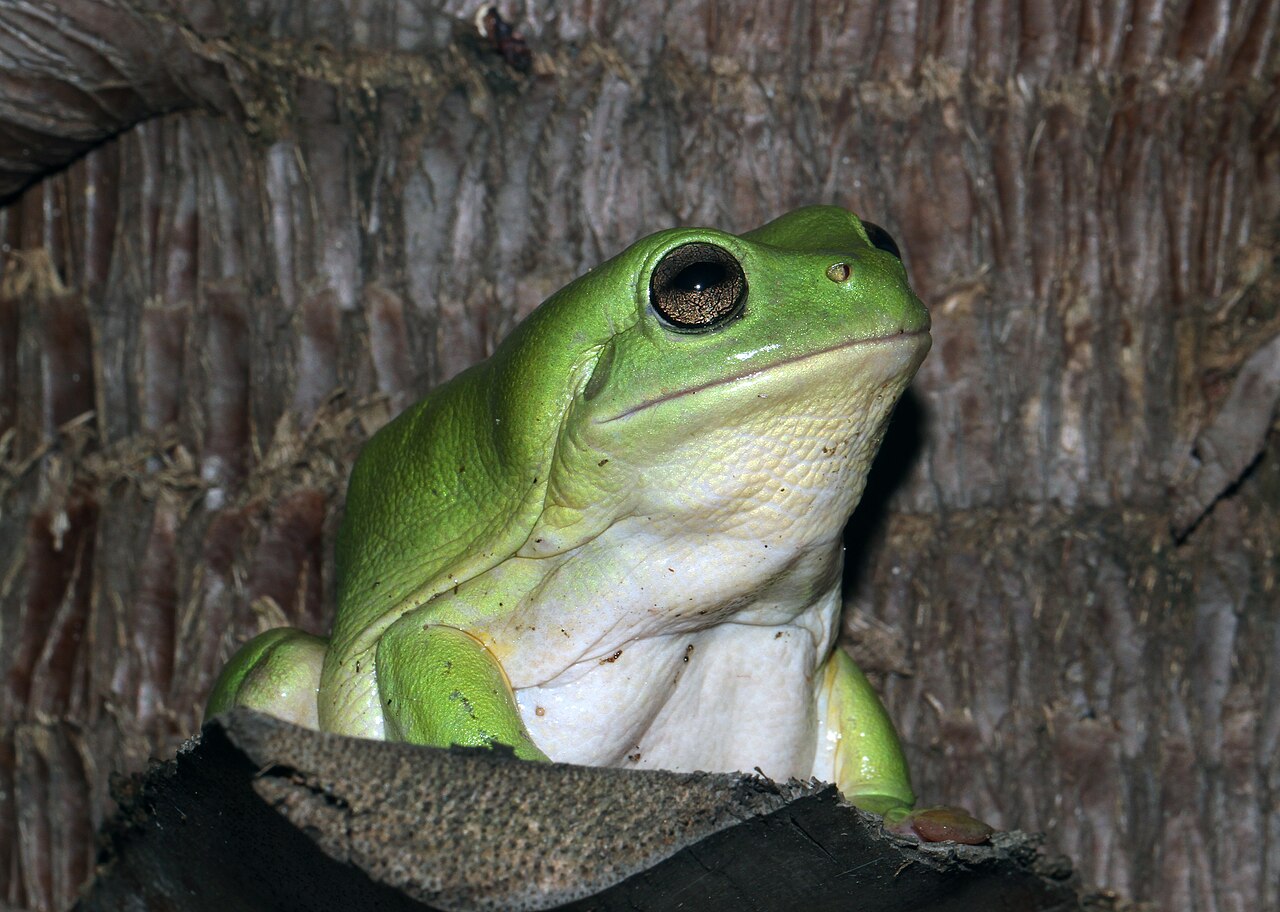 Why Some Tree Frogs Turn Blue