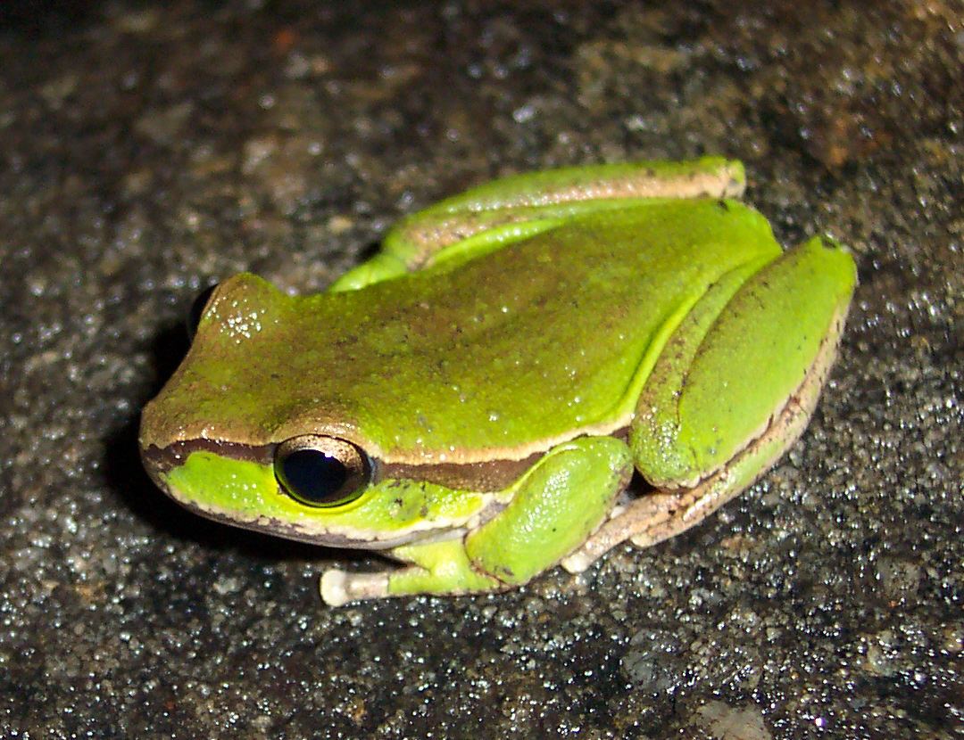 How Rare Is a Blue Tree Frog?
