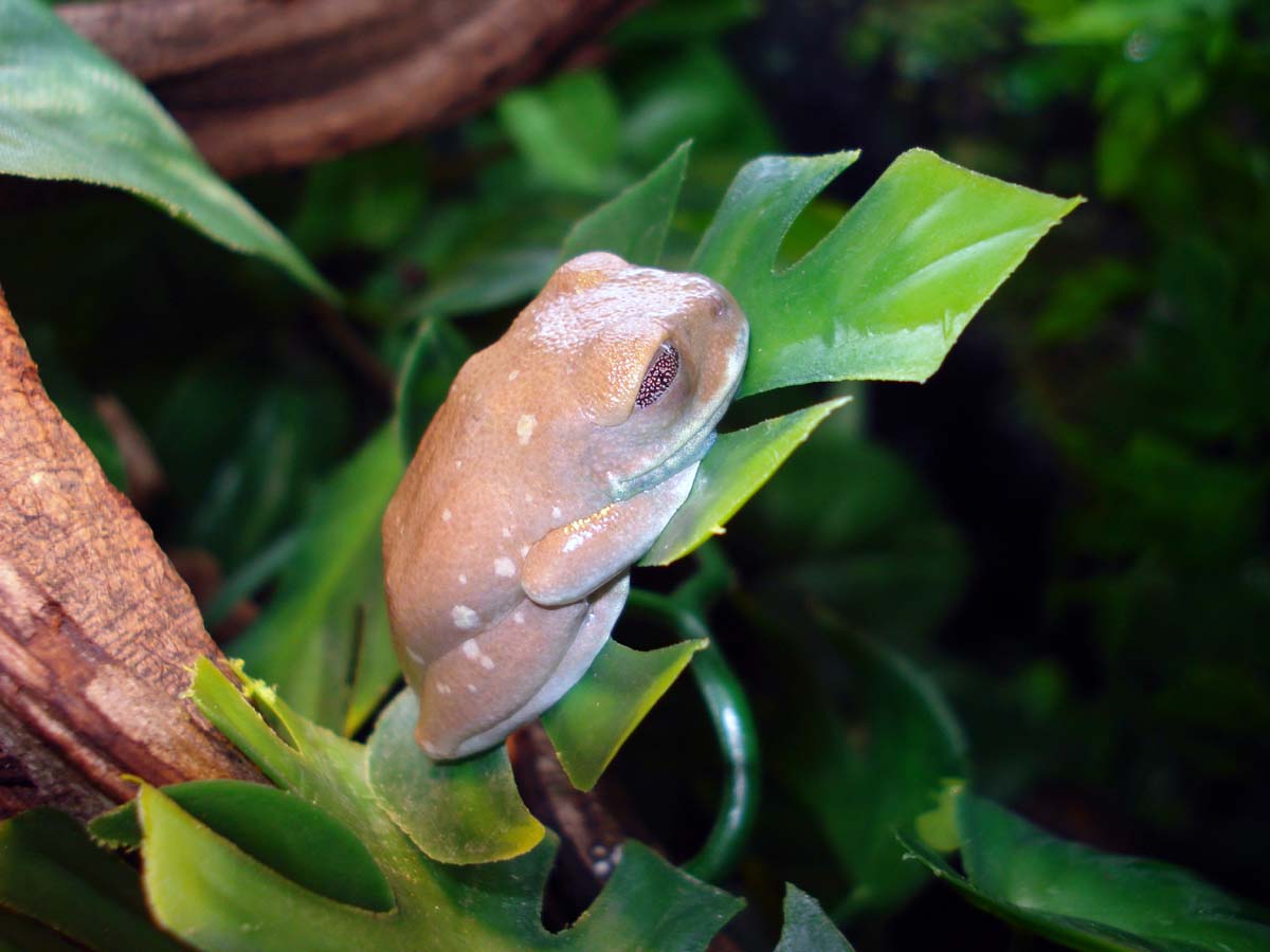 Blue Tree Frog Species and Morphs You Can Actually See