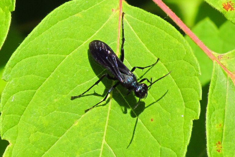 Blue Wasp: What It Is and Whether It’s Dangerous