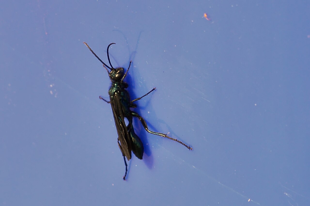 Are Blue Wasps Harmful?