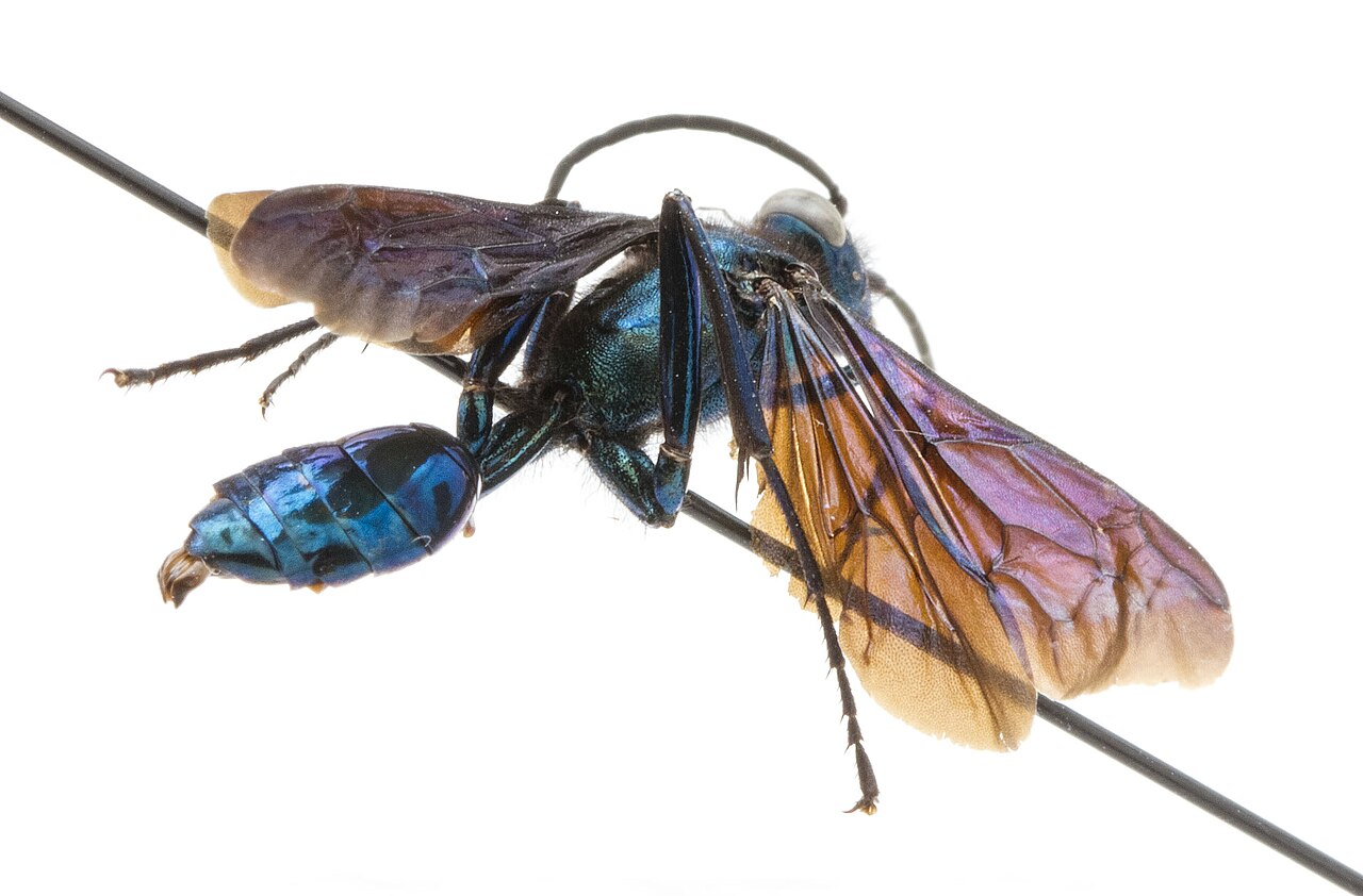 Are Blue Mud Daubers Aggressive?