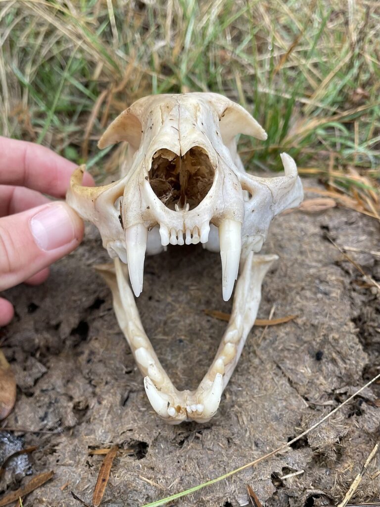 Bobcat Poop: Identification and How It Differs From Coyote