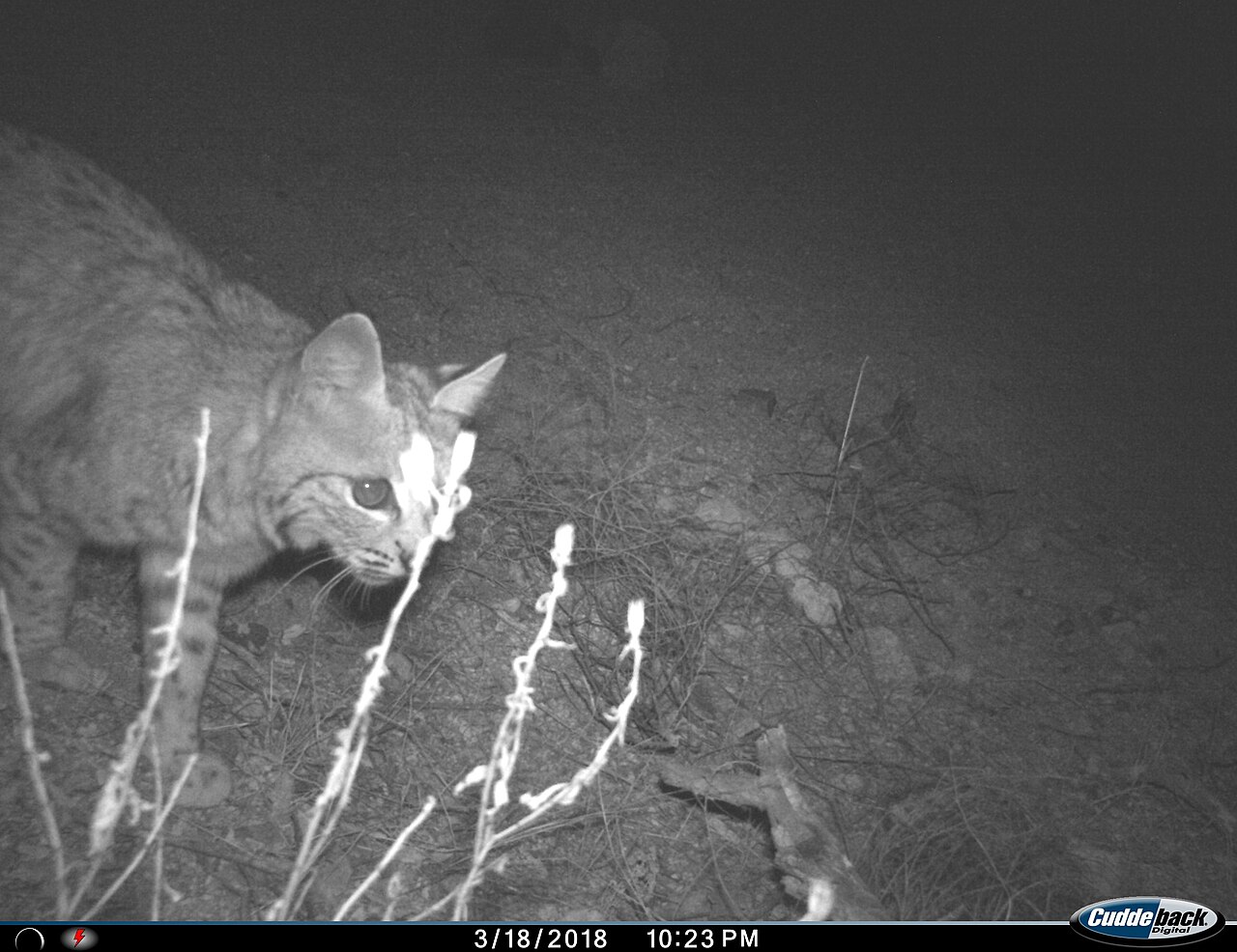 Bobcat Poop vs Coyote Poop