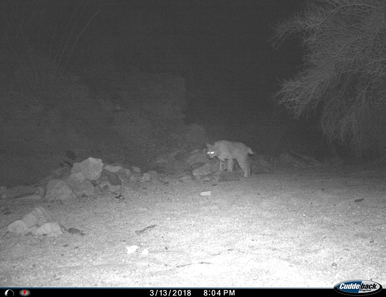 Bobcat Poop vs House Cat and Raccoon Poop