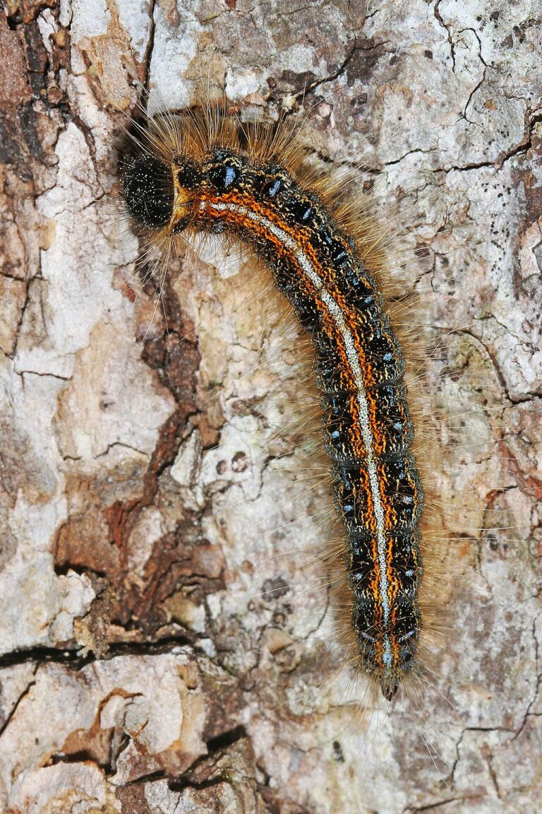 Brown Caterpillar: Identification, Safety, and Tree Damage Risk