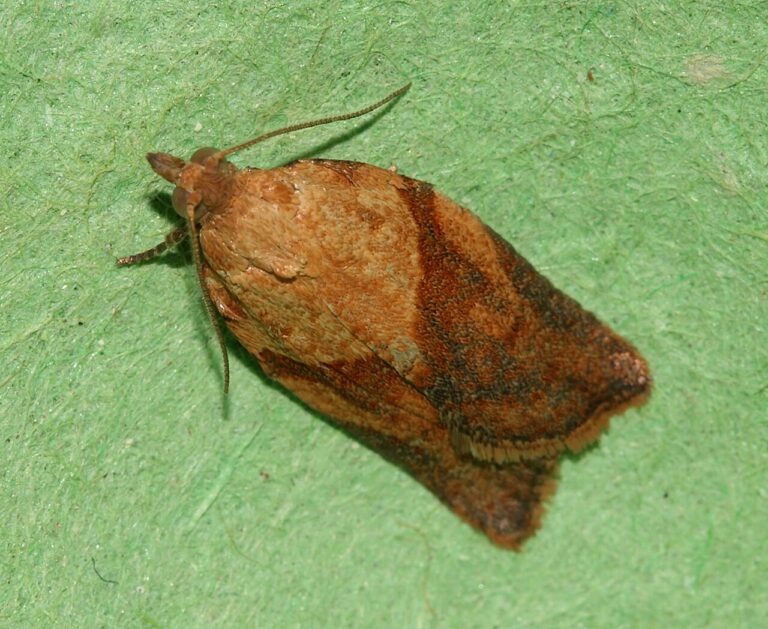 Brown Moth Identification: 9 Species in US Homes and Yards