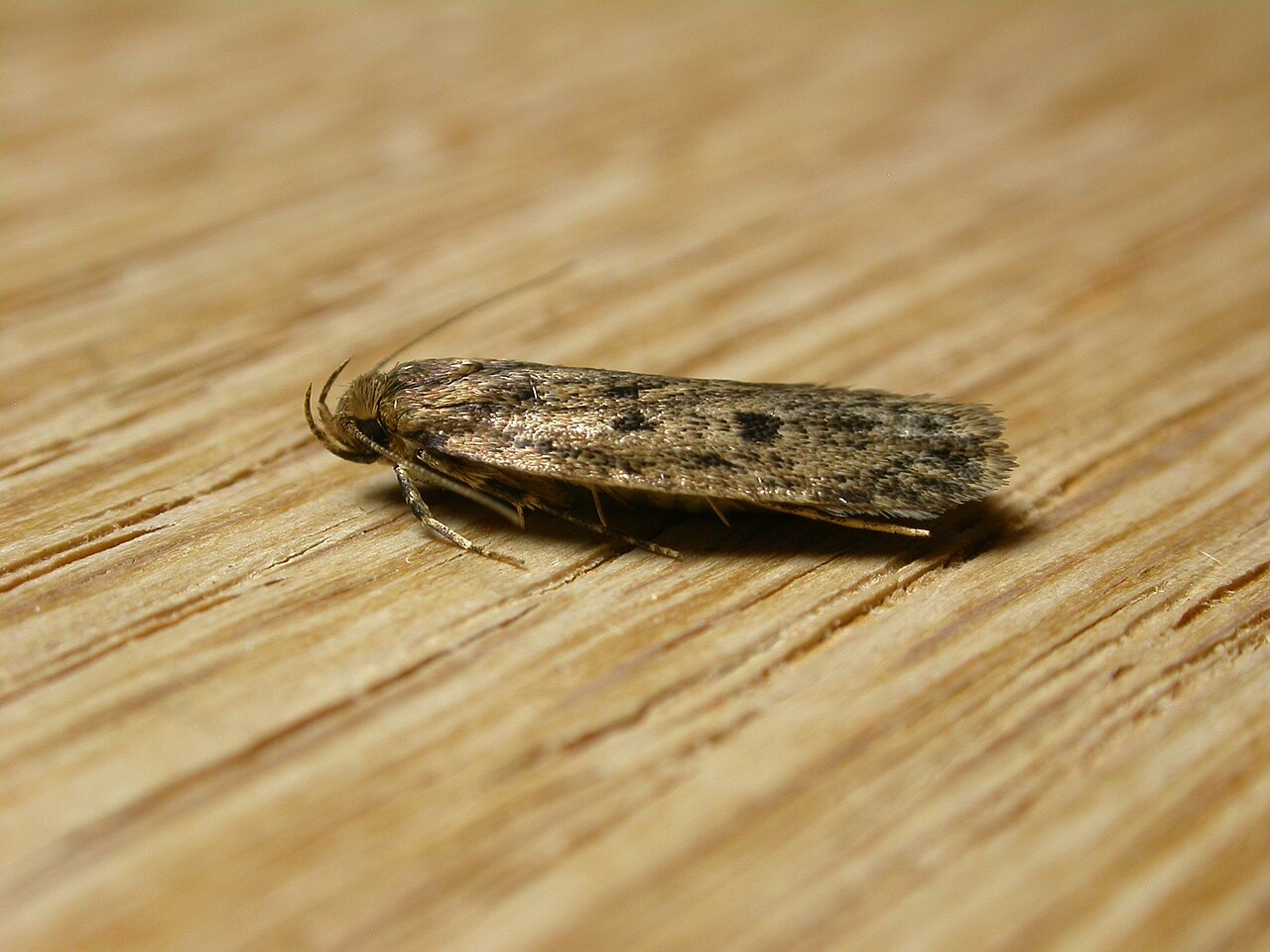 What are the brown moths in my house?