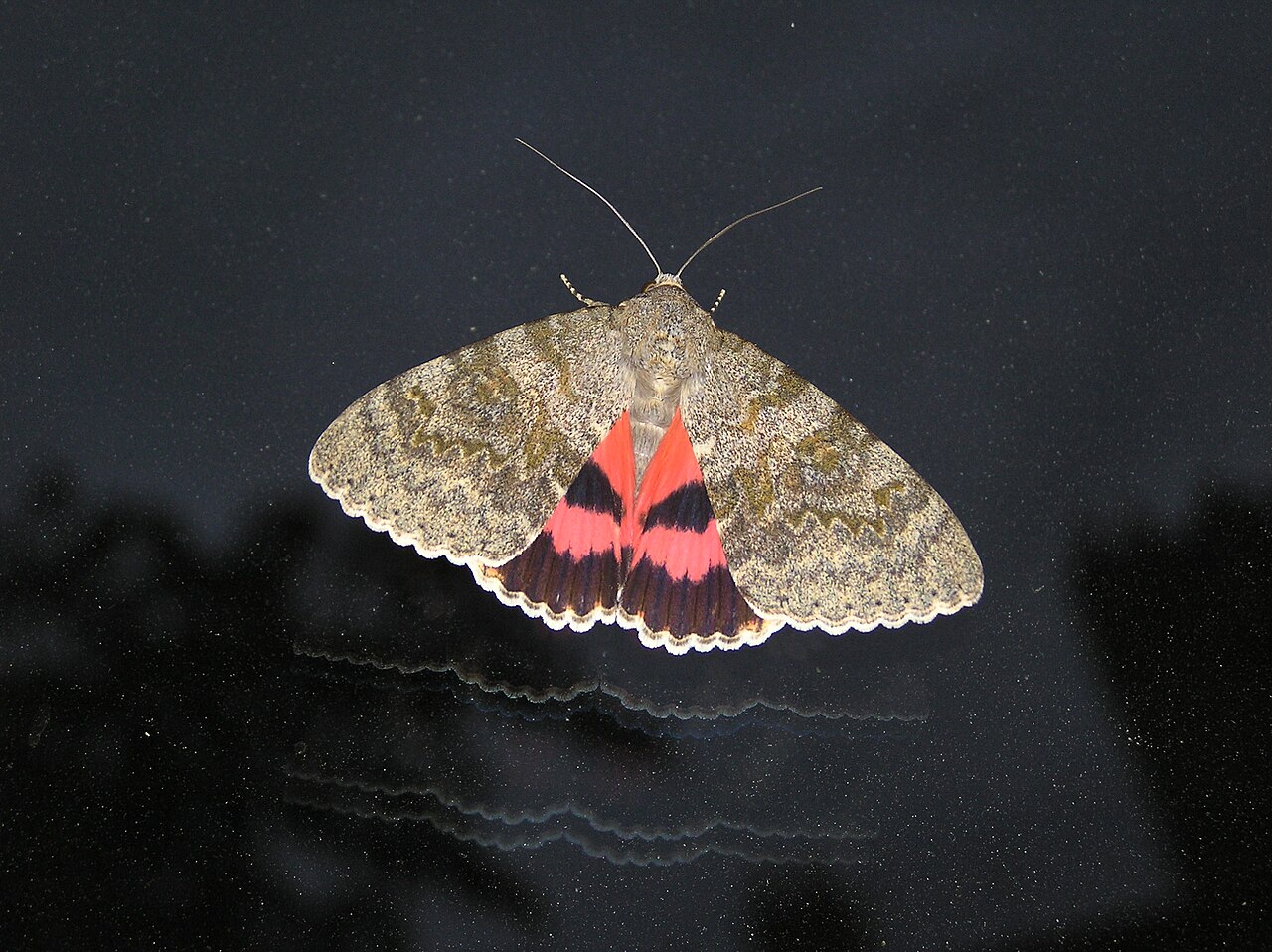 Are brown moths harmful to people?