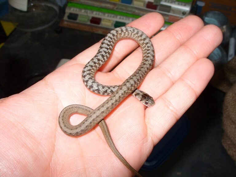 Brown Snake: Identification, Range, and Whether It’s Dangerous