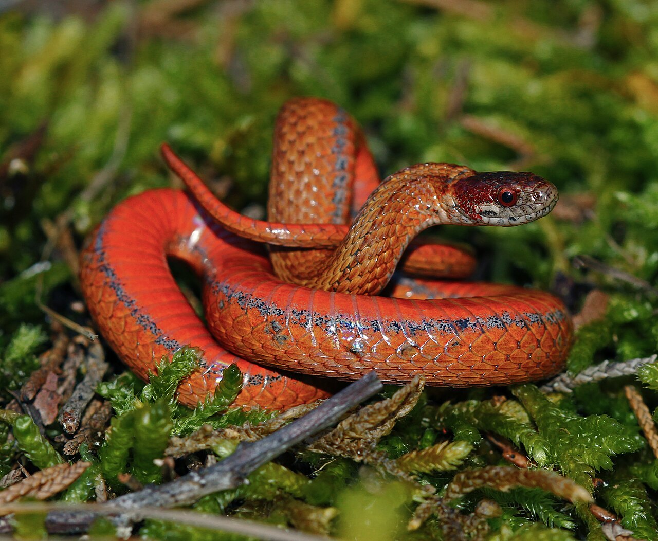 Are Brown Snakes in the US Venomous