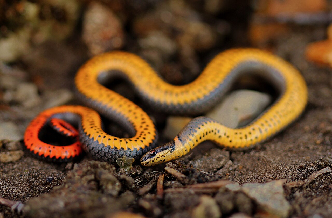 What Can Be Mistaken for a Brown Snake
